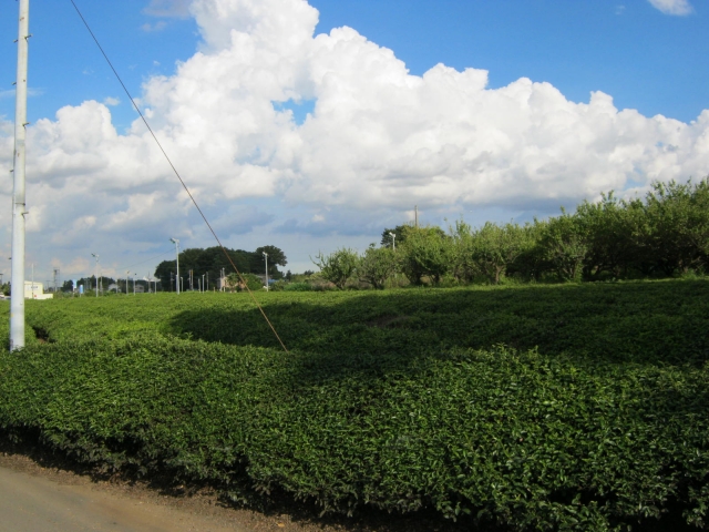 狭山茶の茶畑（イメージ）